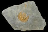 Orange Declivolithus Trilobite - Mecissi, Morocco #141886-1